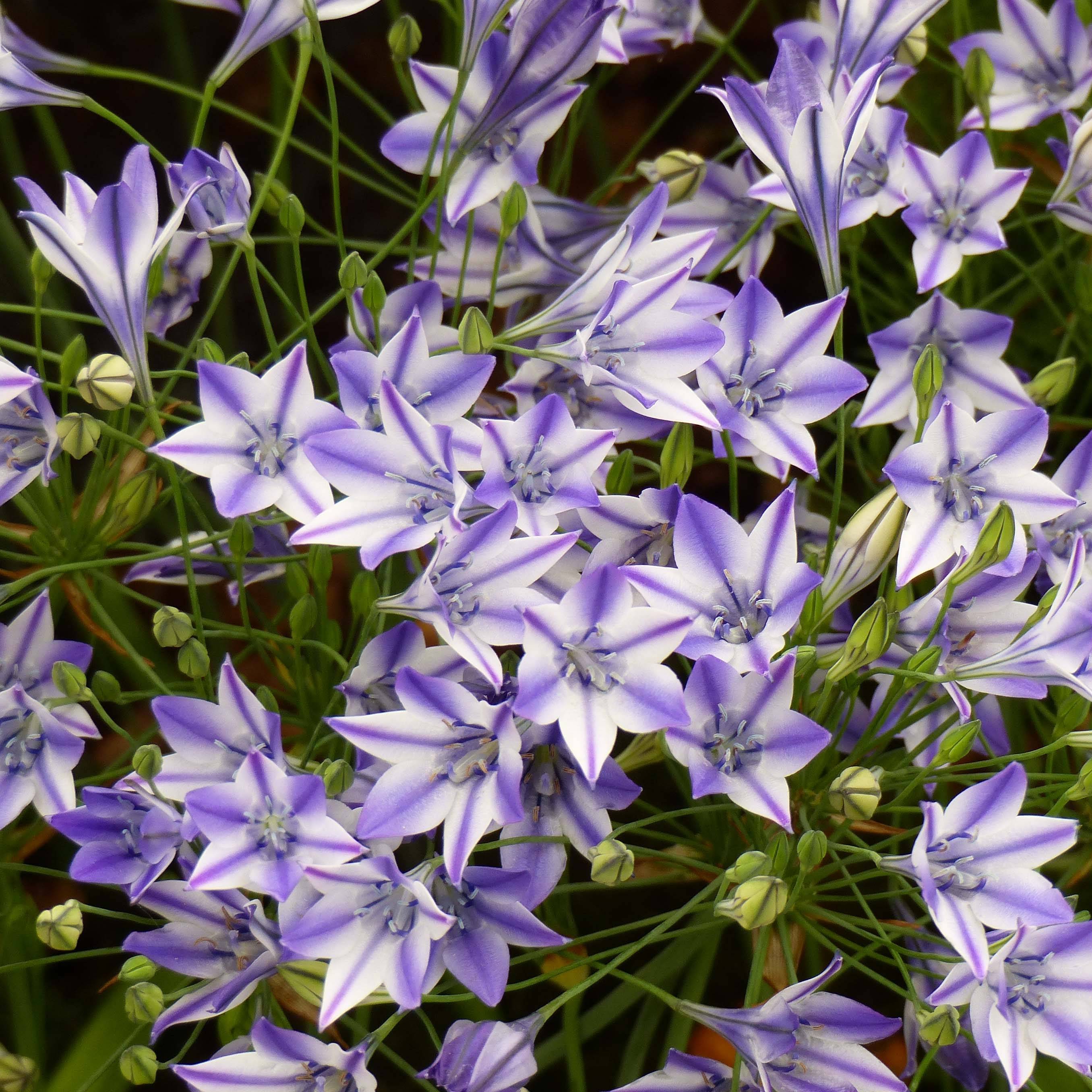 Triteleia Rudy Bulbe calibre 5+ (par 15) - Jardiland