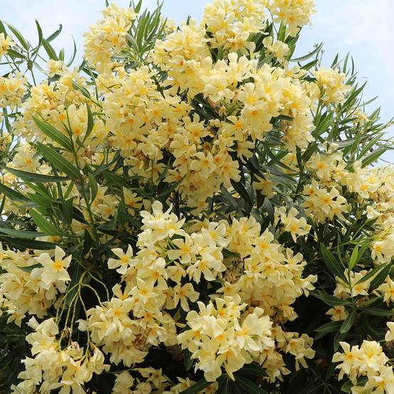 Laurier rose - Nerium oleander Jaune Pot de 2L/3L, Mini-tige, Tigette