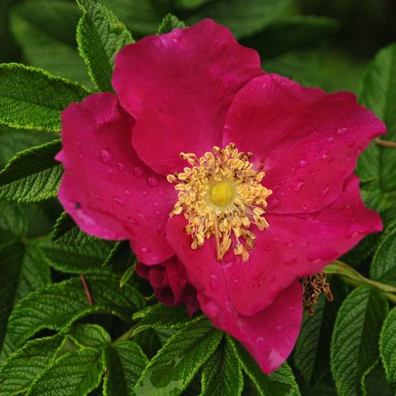 Rosier rugosa Rubra Pot de 2L/3L, Qualité 2 branches