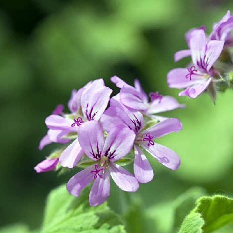 Pelargonium Atomic Snowflake - Géranium odorant au parfum de rose et citron Godet de 7/8 cm