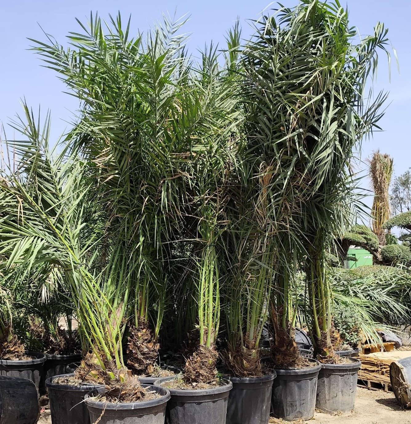 0 - Phoenix dactylifera (Véritable dattier) pot de 110L 230/270cm - Image 3