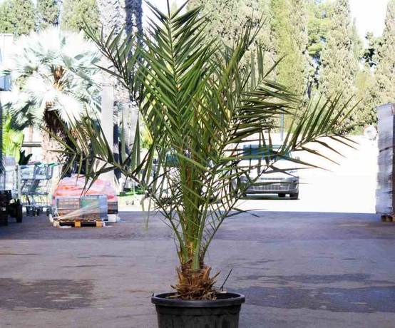 0 - Phoenix dactylifera (Véritable dattier) pot de 110L 230/270cm - Image 2