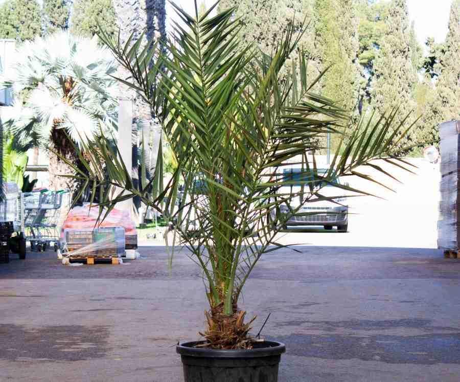 0 - Phoenix dactylifera (Véritable dattier) pot de 110L 230/270cm - Image 2