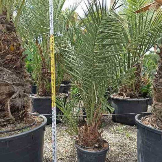 0 - Phoenix dactylifera (Véritable dattier) pot de 110L 230/270cm - Image 1
