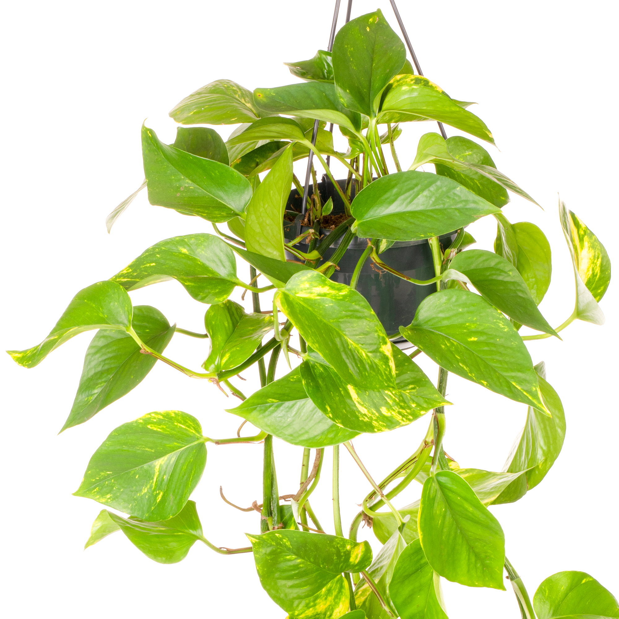 Gardenersdream - Epipremnum Aureum - Lierre Du Diable | Plante Suspendue Pour Maison Bureau 15Cm - GardenersDream - Imagen 3