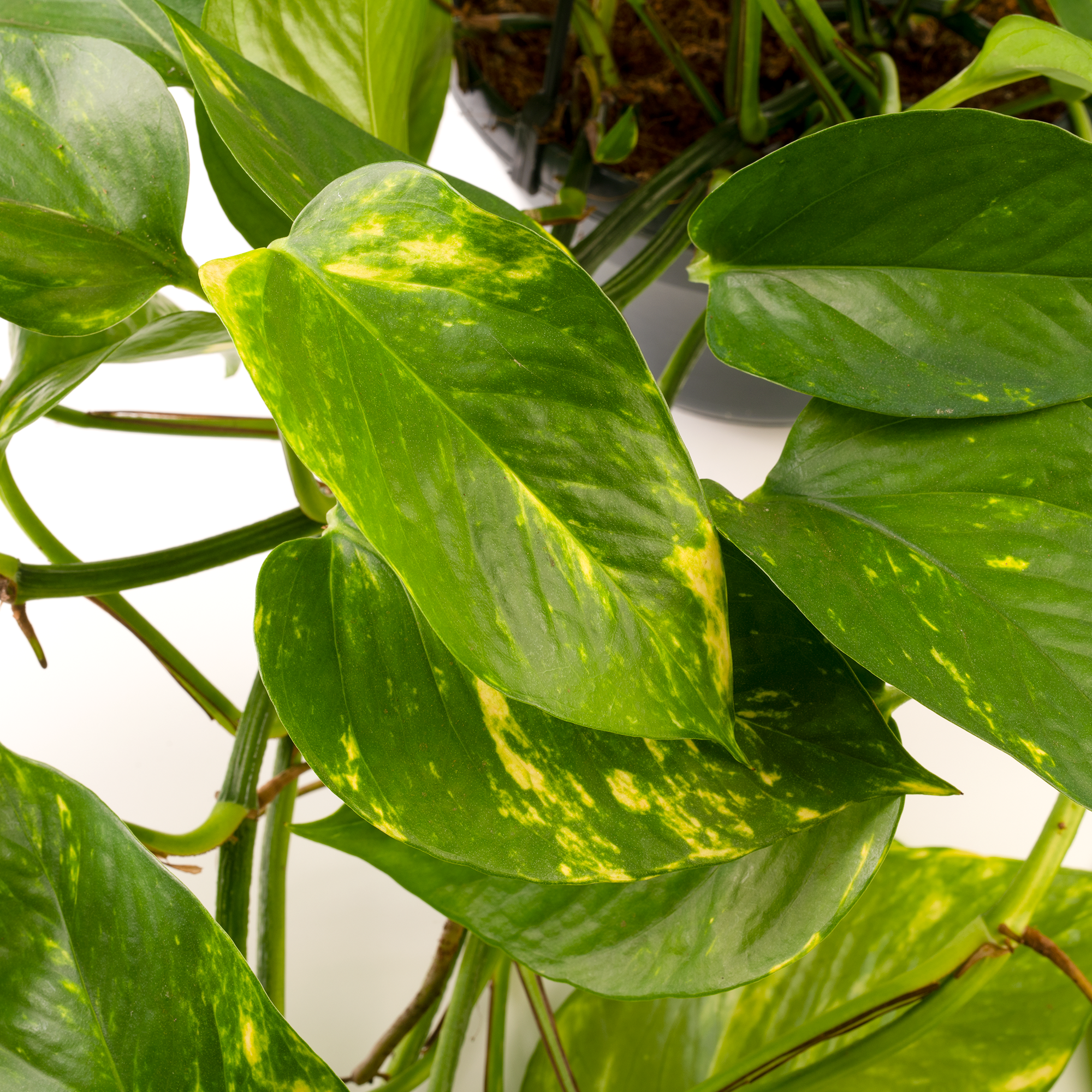 Gardenersdream - Epipremnum Aureum - Lierre Du Diable | Plante Suspendue Pour Maison Bureau 15Cm - GardenersDream - Imagen 2