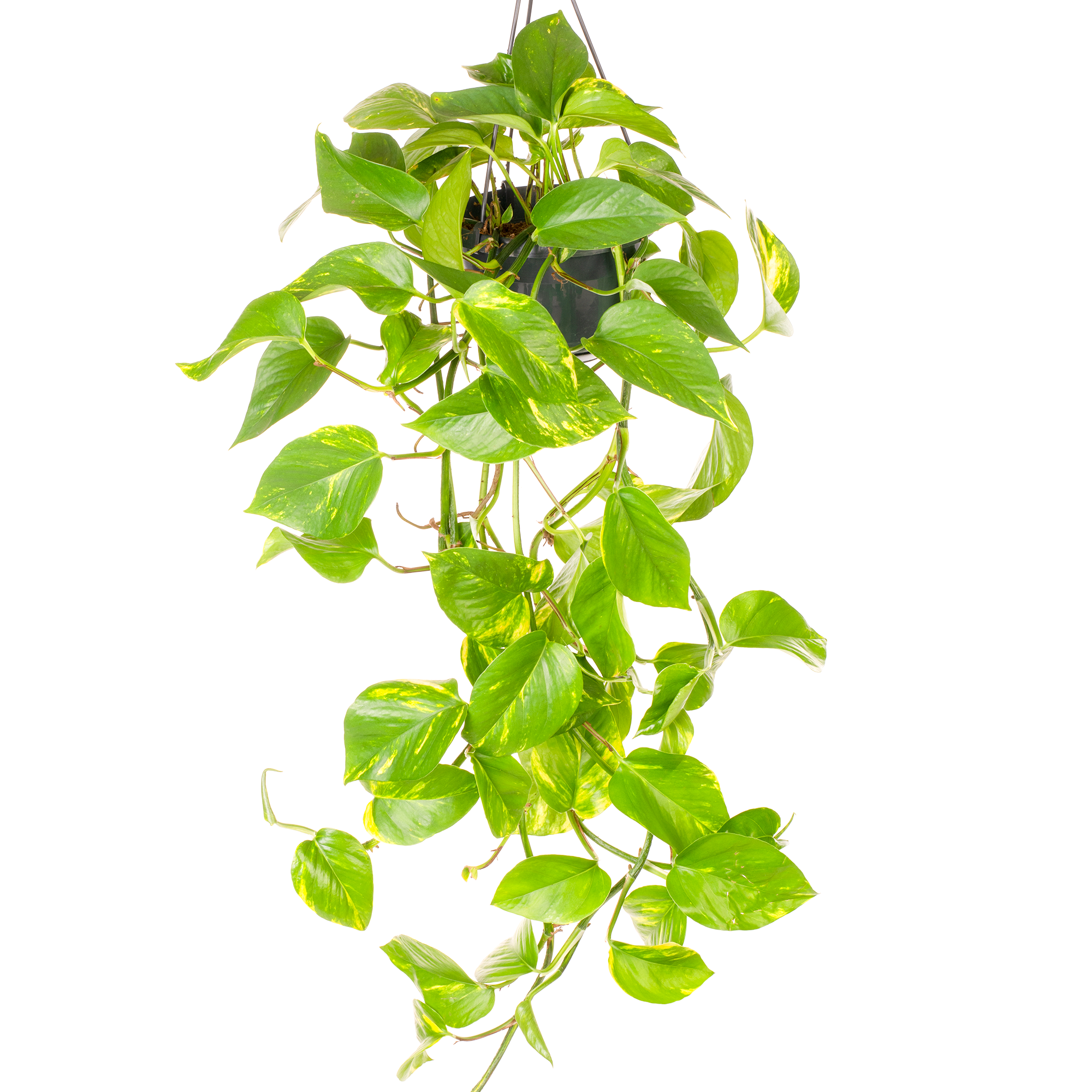 Gardenersdream - Epipremnum Aureum - Lierre Du Diable | Plante Suspendue Pour Maison Bureau 15Cm - GardenersDream - Imagen 1