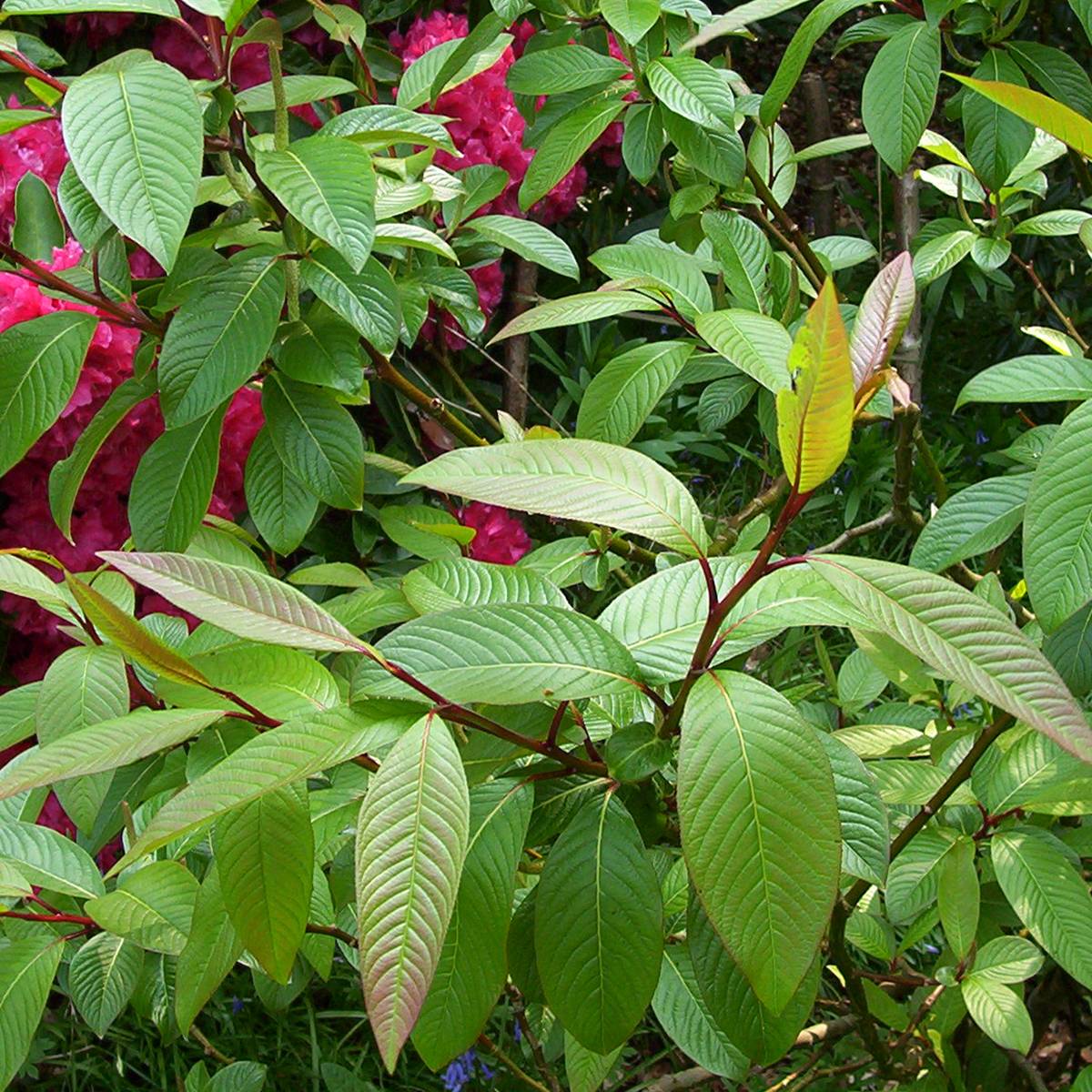 Promesse de Fleurs - Salix moupinensis - Saule chinois arbustif Pot de 3L/4L, Tige, Tige de 60 cm