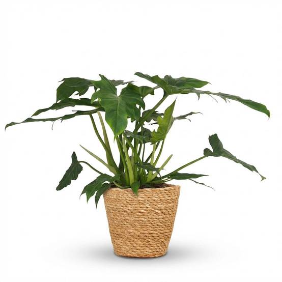 La Green Touch - Philodendron Lacerum - H65cm - Image 2
