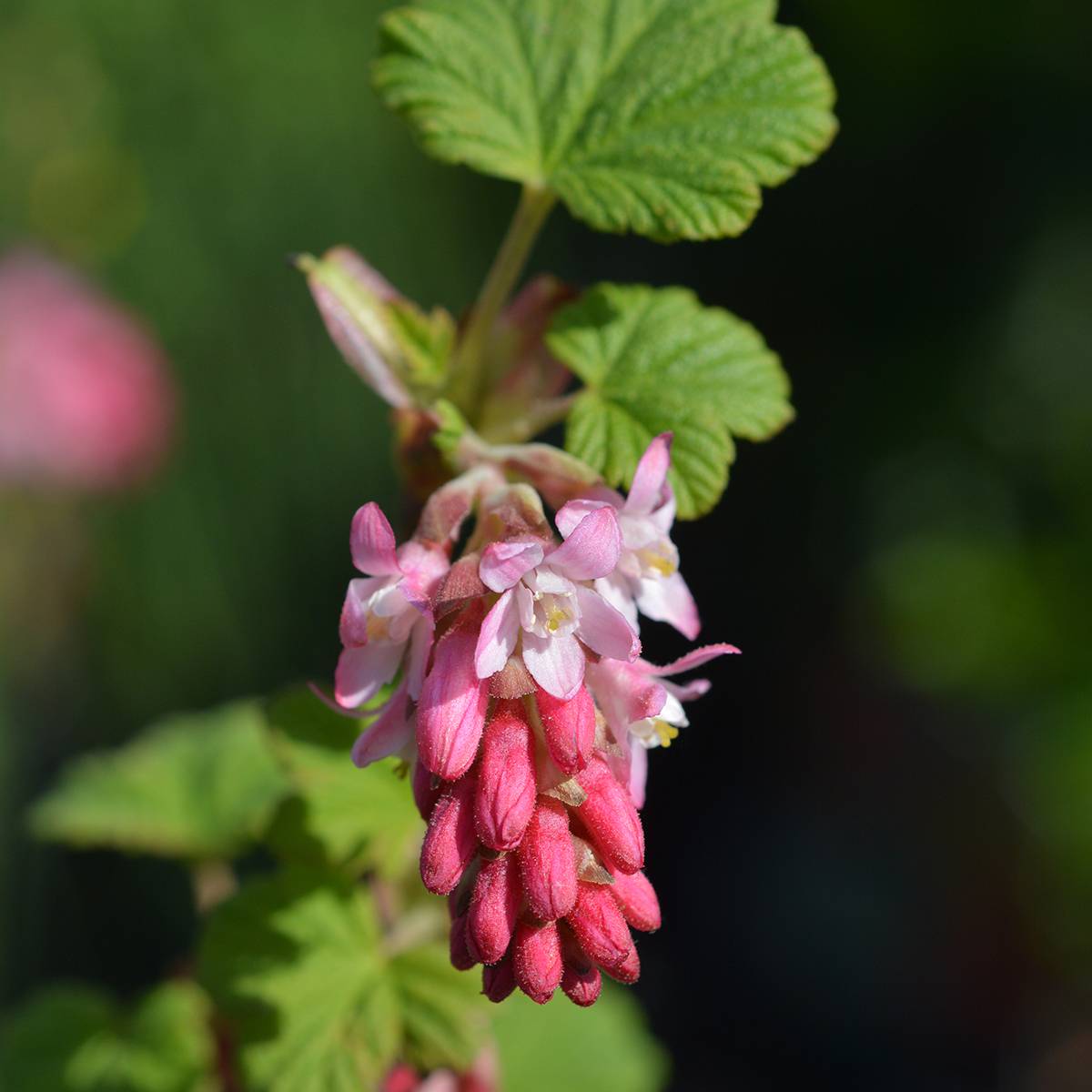 Promesse de Fleurs - Ribes sanguineum King Edward VII - Groseiller à fleurs  Pot de 3L/4L