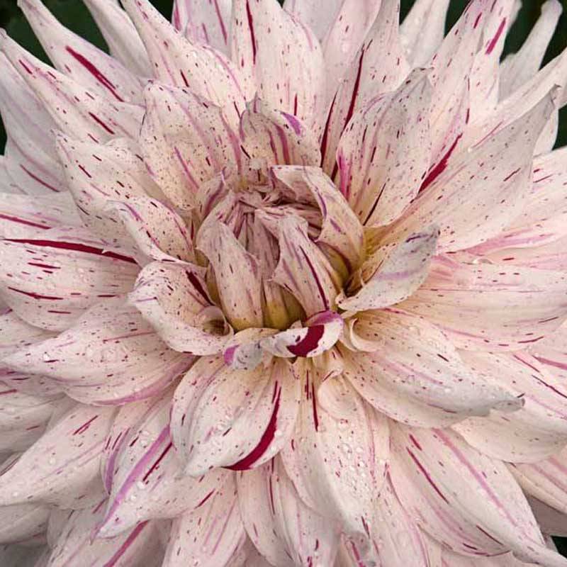Dahlia semi-cactus Mick's Peppermint Bulbe calibre I