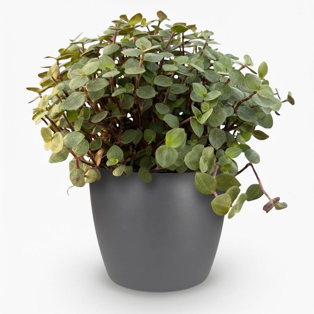 La Green Touch - Callisia repens - Callisie rampante - Avec cache-pot gris - Pot Ø14 cm, H 20 cm - Image 2