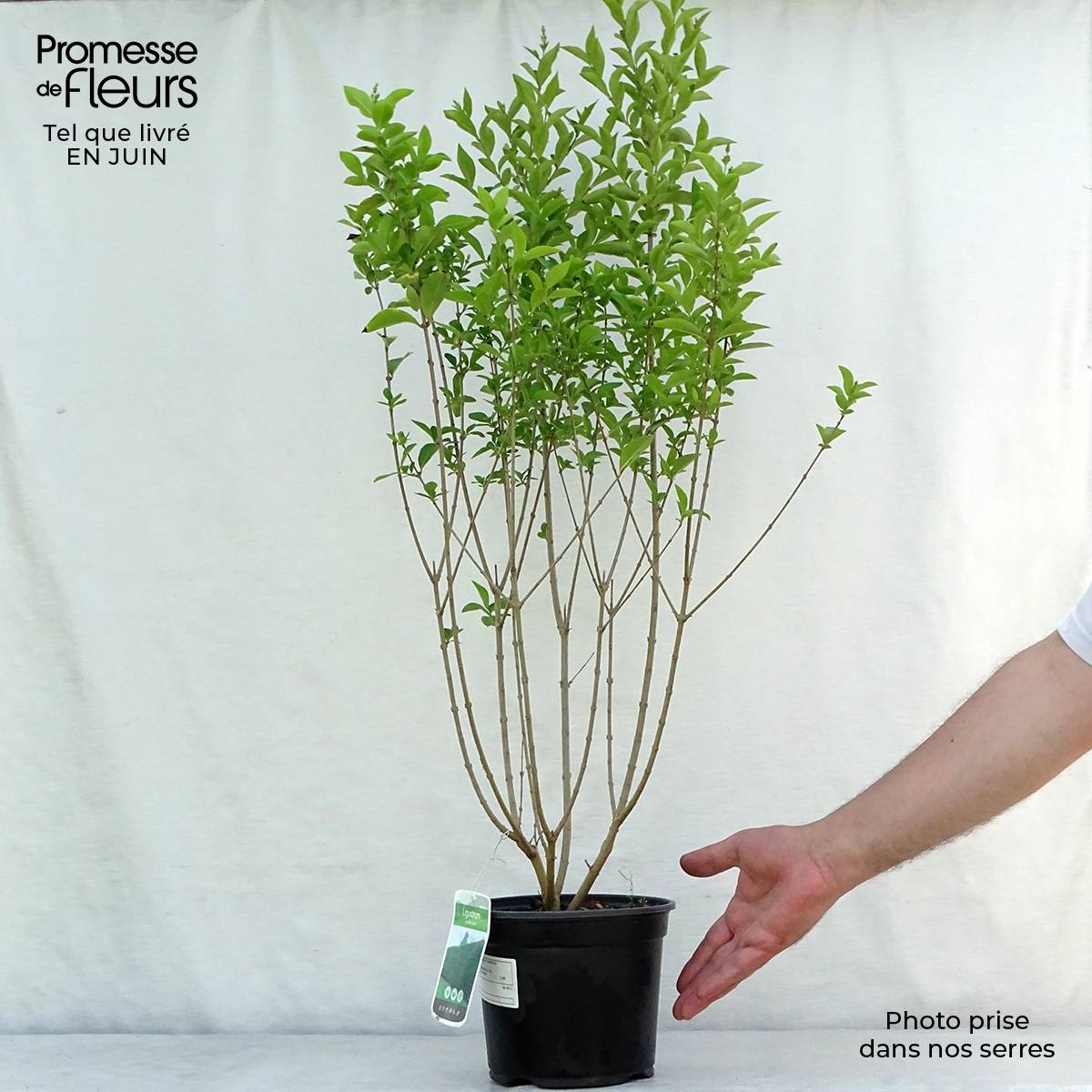 Troène - Ligustrum ovalifolium Pot de 2L/3L - Imagen 2