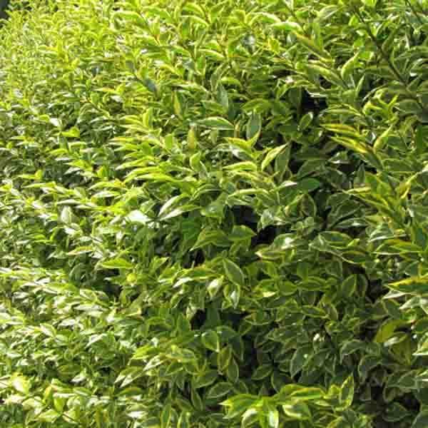 Troène - Ligustrum ovalifolium Pot de 2L/3L - Imagen 1