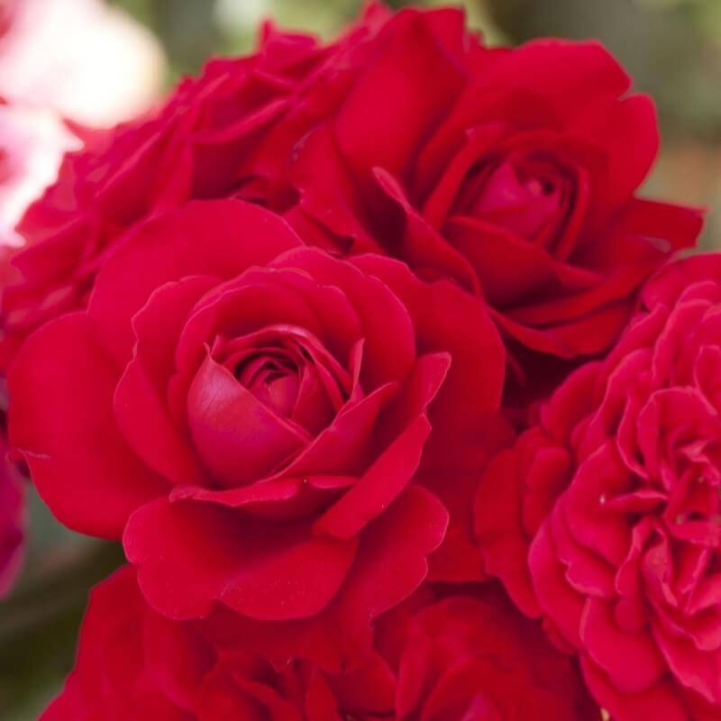 Rosier 'Mona Lisa' - Conteneur 3L - Pépinières Naudet - Imagen 3