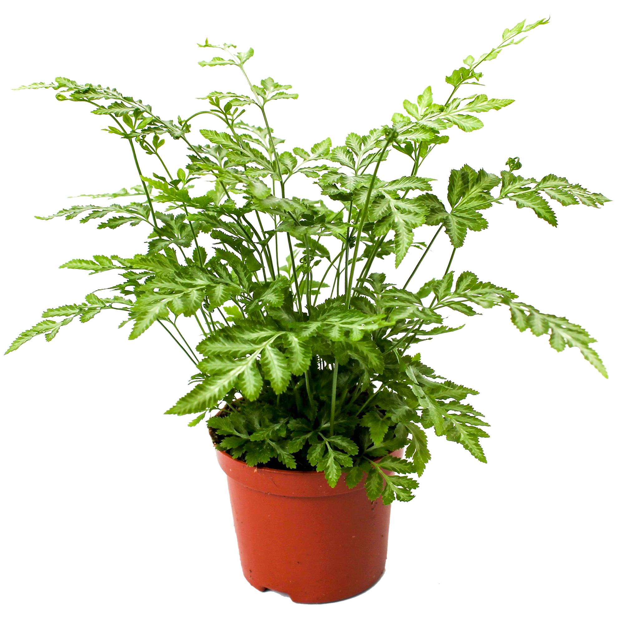 Gardenersdream - 1 X Pteris Evergremiensis - Fougère D'Intérieur| Cadeau De Plante D'Intérieur De 25 À 35 Cm En Pot - GardenersDream - Imagen 2