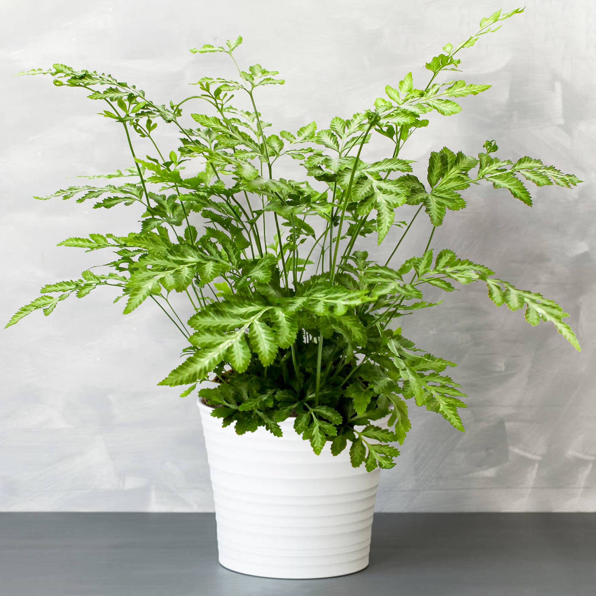 Gardenersdream - 1 X Pteris Evergremiensis - Fougère D'Intérieur| Cadeau De Plante D'Intérieur De 25 À 35 Cm En Pot - GardenersDream