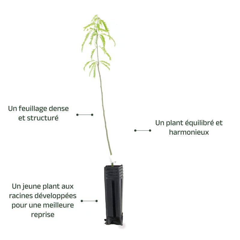 Févier d'amérique (Gleditsia triacanthos) - Godet - Taille 13/25cm - Pépinières Naudet - Imagen 4