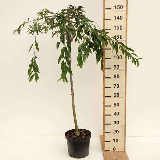 Promesse de Fleurs - Cerisier à fleurs - Prunus subhirtella Pendula Rubra Pot de 7,5L/10L, Tige, Tige de 130 cm - Image 2