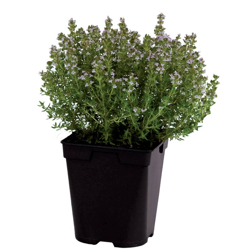 Fleuron D'Anjou - Thym citron pot de 1L