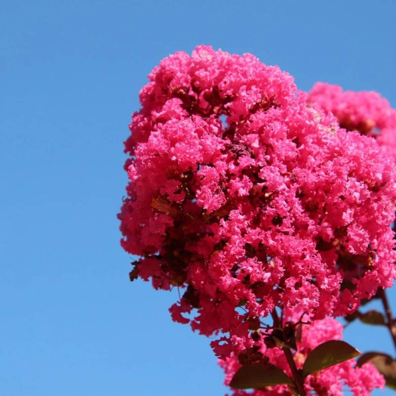 Lilas des Indes Pink Velour, Lagerstroemia à fleurs Rose - feuillage Caduc - Pot de 7,5L - 80/100 cm- hauteur à maturité De 1,00 m à 1,50 m - Image 2