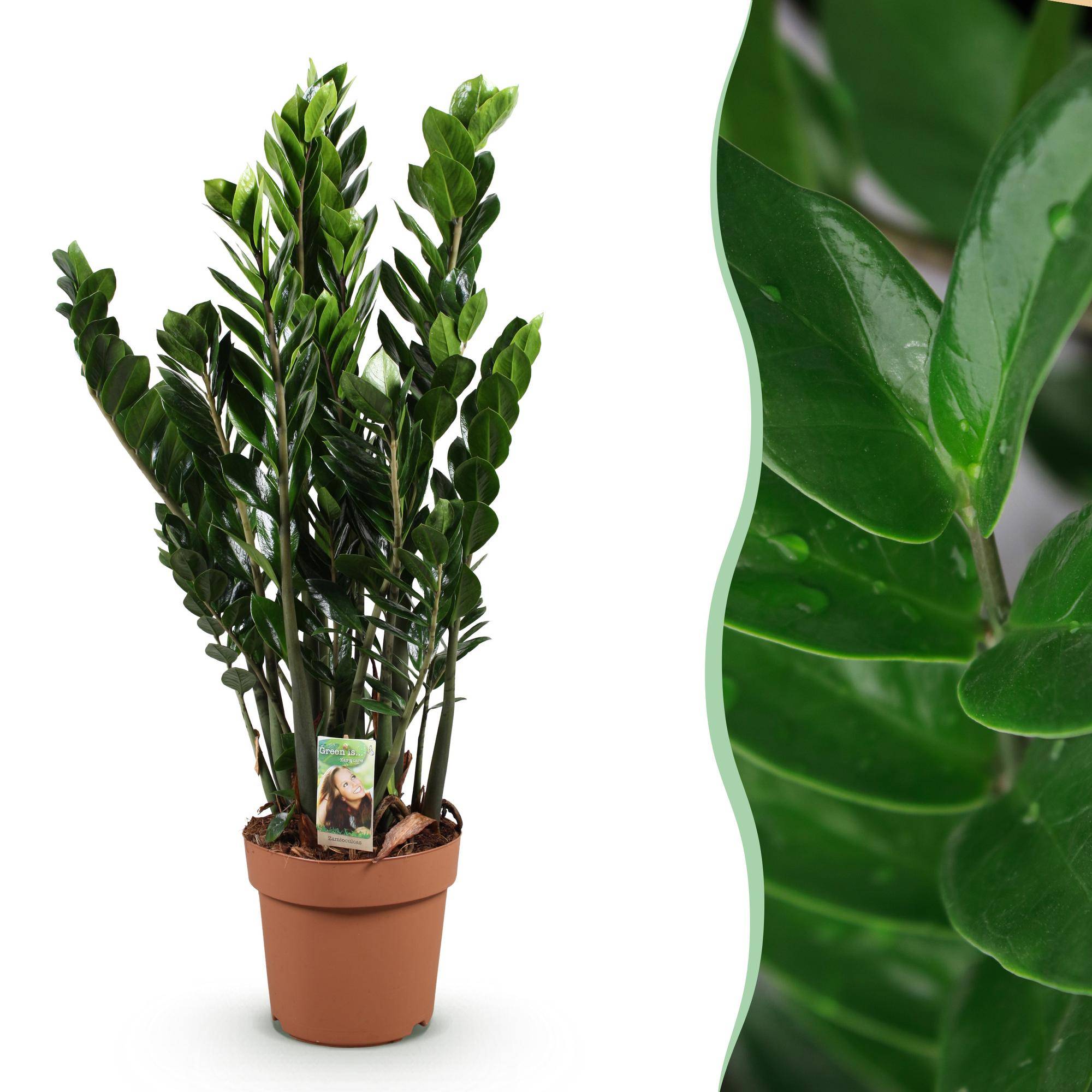 La Green Touch - Zamioculcas - D21 H90cm - Image 2