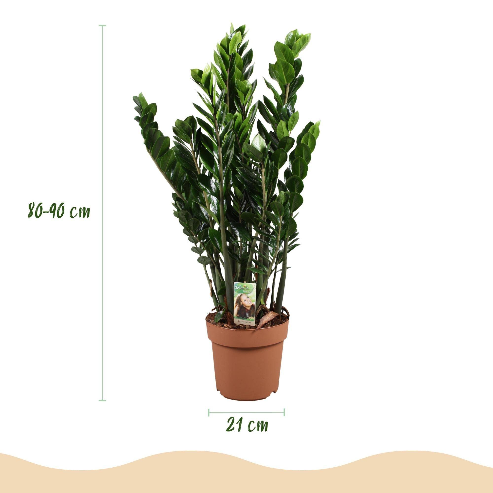 La Green Touch - Zamioculcas - D21 H90cm - Image 4