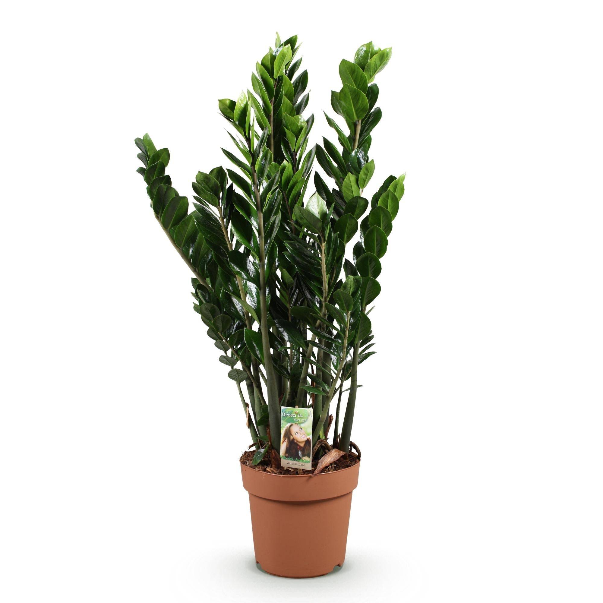 La Green Touch - Zamioculcas - D21 H90cm - Image 3