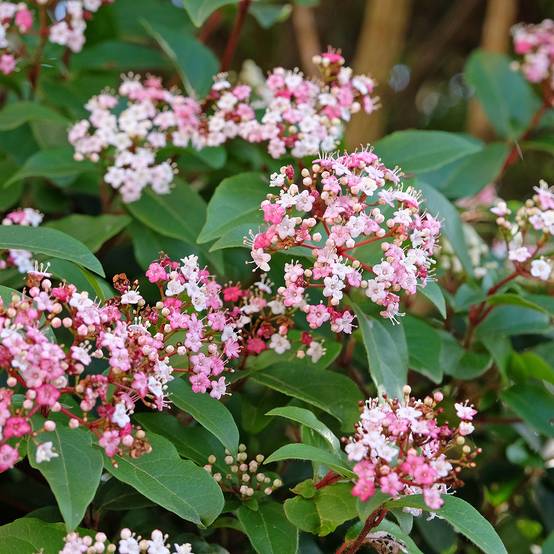 Viorne, Laurier tin - Viburnum tinus Gwenlian Pot de 2L/3L - Image 1