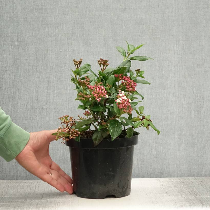Viorne, Laurier tin - Viburnum tinus Gwenlian Pot de 2L/3L - Image 2