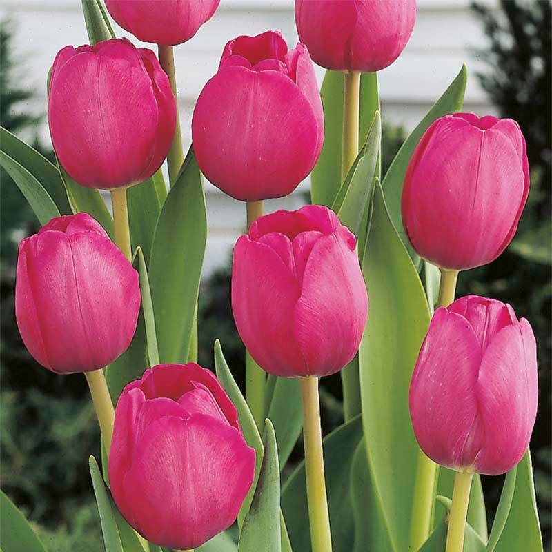 Promesse de Fleurs - Tulipe Triomphe Attila Bulbe calibre 11/12 (par 10)