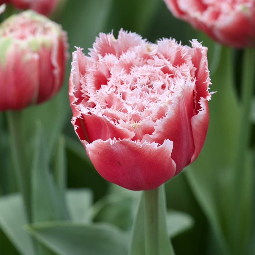 Promesse de Fleurs - Tulipe dentelée double Brest Bulbe calibre 11+ (par 6)