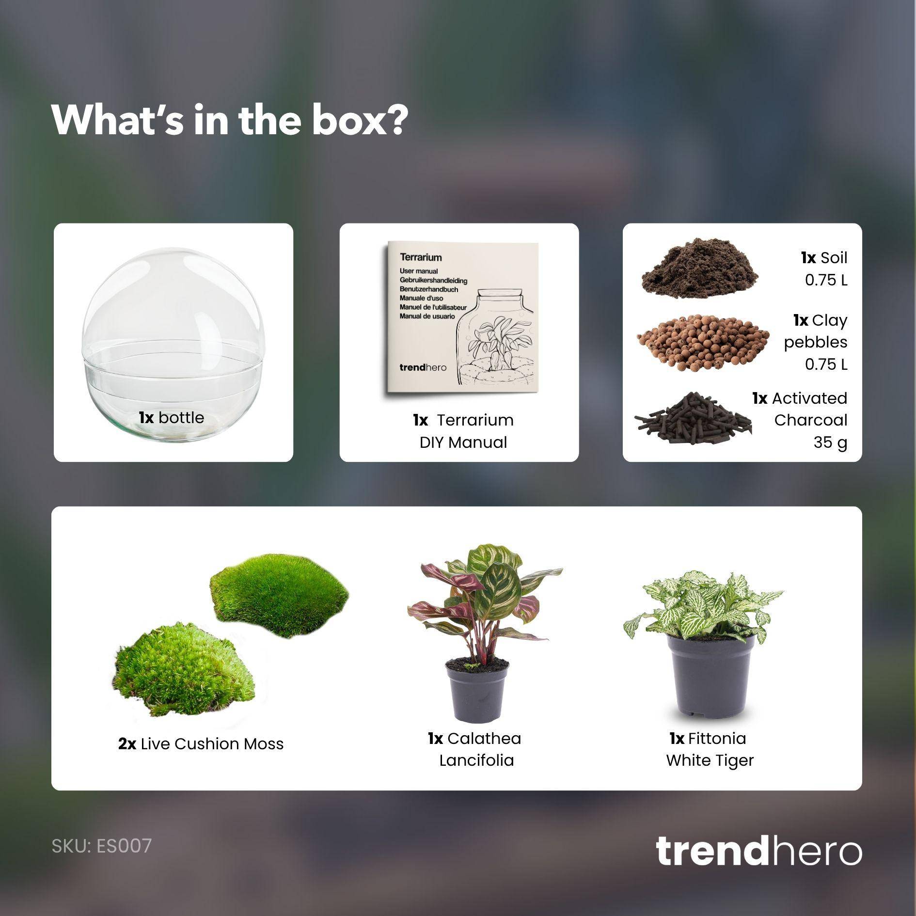 Kit Terrarium Diy - D20 H20cm - Image 3