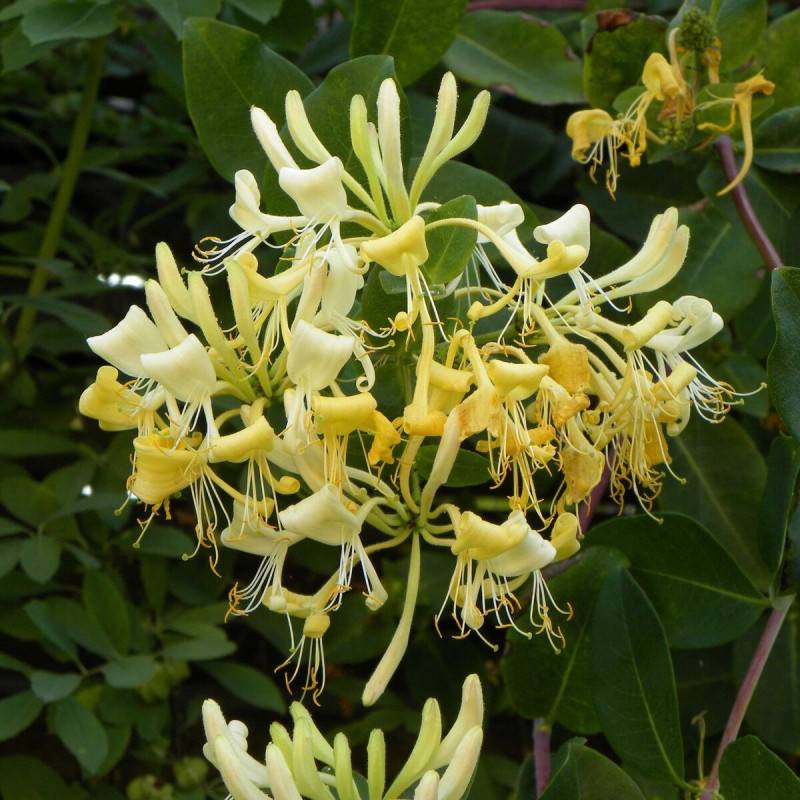 Chèvrefeuille Graham Thomas à fleurs Blanche - feuillage Caduc - Pot de 3L - Echelle bambou 60/120 cm-  hauteur à maturité De 3,00 m à 5,00 m - Imagen 6