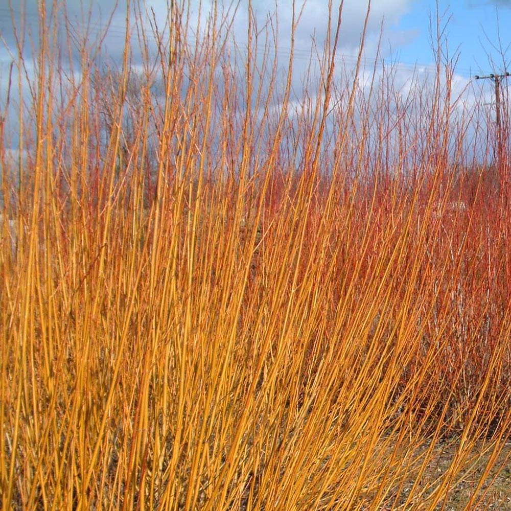 Salix alba Vitellina - Saule doré, amarine Petites Racines nues