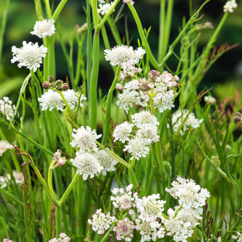 Oenanthe aquatica - Oenanthe aquatique Godet de 8/9 cm