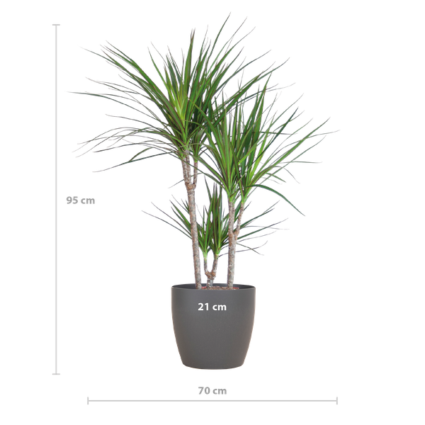 La Green Touch - Dracaena Marginata Pot Gris - D21 H95cm - Image 2