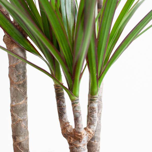 La Green Touch - Dracaena Marginata Pot Gris - D21 H95cm - Image 4
