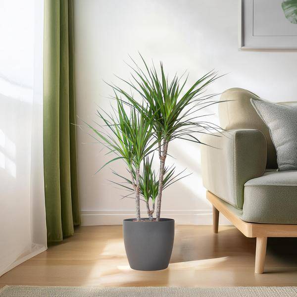 La Green Touch - Dracaena Marginata Pot Gris - D21 H95cm - Image 3
