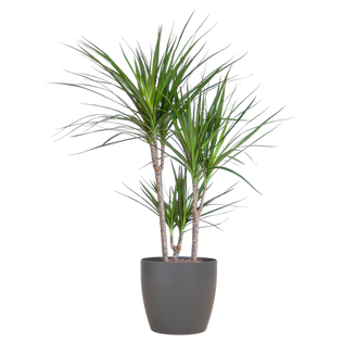 Dracaena Marginata Pot Gris - D21 H95cm