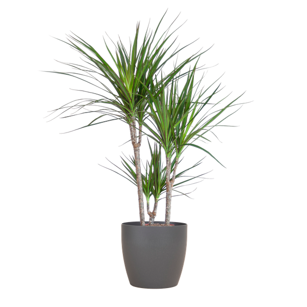 Dracaena Marginata Pot Gris - D21 H95cm