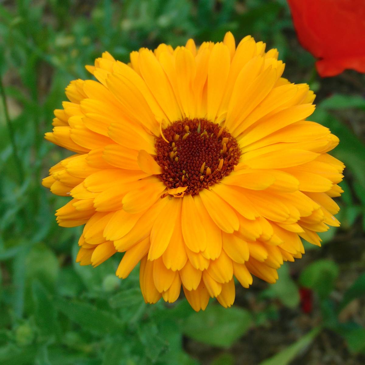 Promesse de Fleurs - Graines de Calendula officinalis - Souci des Jardins le sachet de 300 graines environ (2,5g)