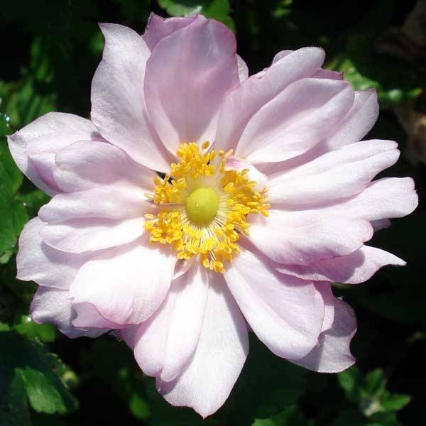 Promesse de Fleurs - Anémone japonaise Reine Charlotte Godet de 8/9 cm