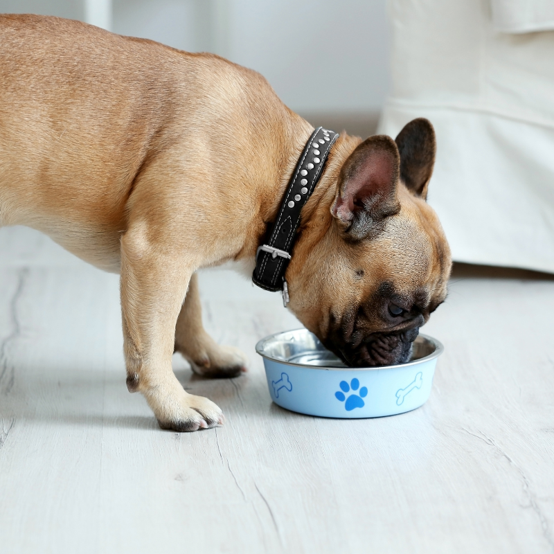 Canichef - Canichef - Croquettes Sans Céréales Bio à la Volaille pour Chien de Petite Taille - Imagen 2