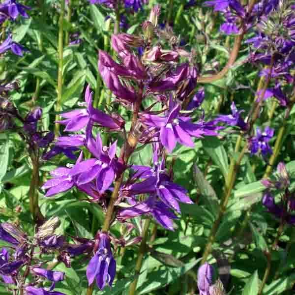 Lobelia Gerardii Vedrariensis Godet de 8/9 cm