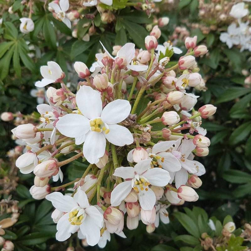 Oranger du Mexique Greenfingers® 'Lissfing', Choisya à fleurs Blanche - feuillage Persistant - Pot de 3L - 40/60 cm-  hauteur à maturité De 1,00 m à 1 - Imagen 8