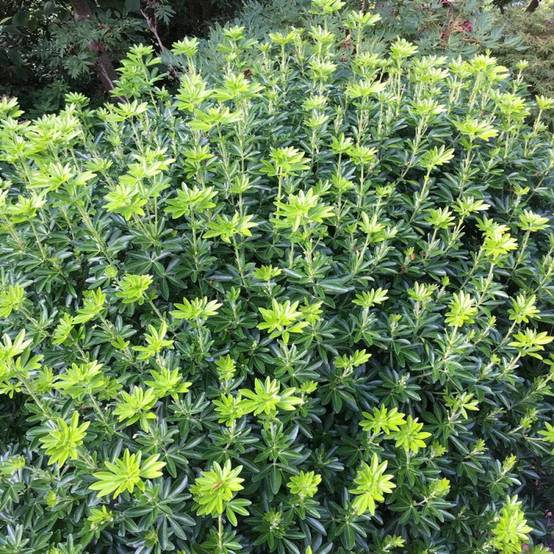 Oranger du Mexique Greenfingers® 'Lissfing', Choisya à fleurs Blanche/ - feuillage Persistant - Pot de 3L - 40/60 cm - Image 10