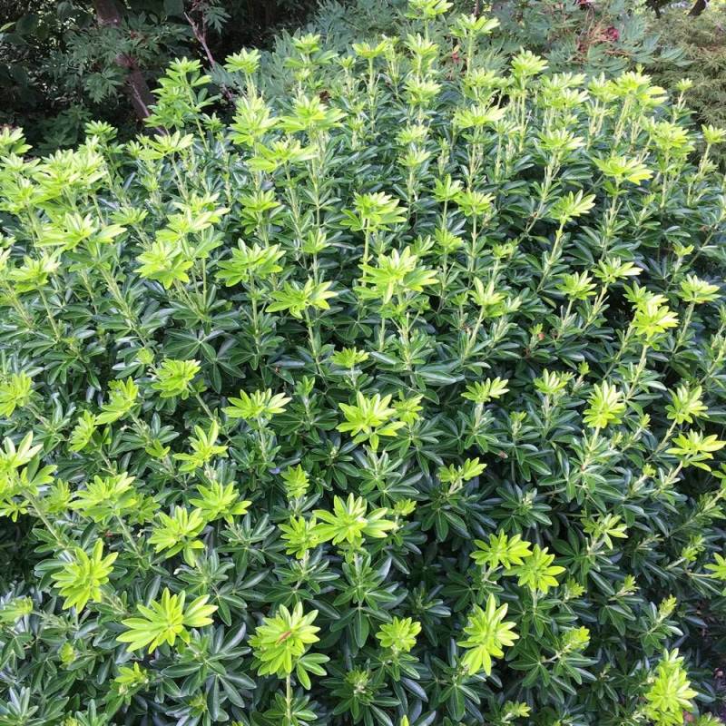 Oranger du Mexique Greenfingers® 'Lissfing', Choisya à fleurs Blanche - feuillage Persistant - Pot de 3L - 40/60 cm-  hauteur à maturité De 1,00 m à 1 - Imagen 10