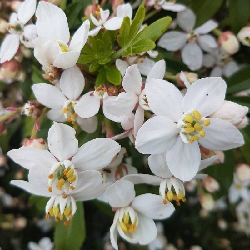 Oranger du Mexique Greenfingers® 'Lissfing', Choisya à fleurs Blanche - feuillage Persistant - Pot de 3L - 40/60 cm-  hauteur à maturité De 1,00 m à 1 - Imagen 6