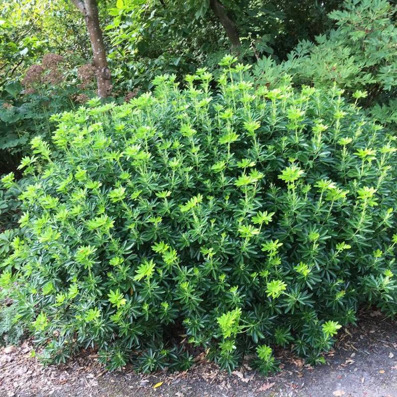 Oranger du Mexique Greenfingers® 'Lissfing', Choisya à fleurs Blanche - feuillage Persistant - Pot de 3L - 40/60 cm-  hauteur à maturité De 1,00 m à 1 - Imagen 7
